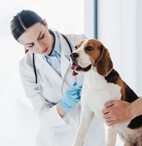 Yıldırım Veteriner